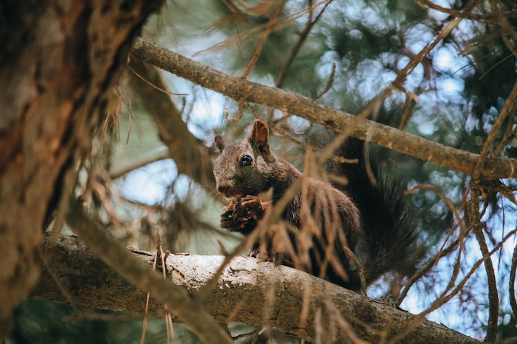 Squirrel Sitting On Tree Eating Nut