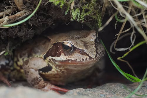 Fotos de stock gratuitas de anfibio, cabeza, de cerca