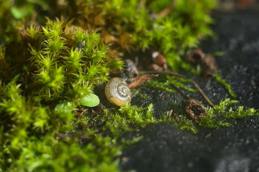 A detailed close-up of a small snail on vibrant green moss, showcasing natural textures and organic beauty.
