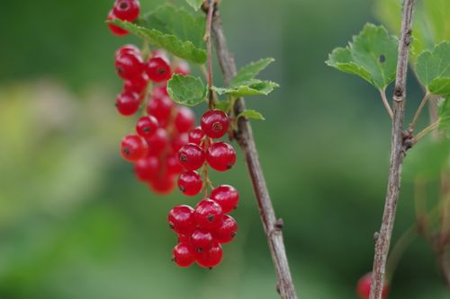 Free Vibrant red currants on a branch with green leaves, highlighting natural growth. Stock Photo