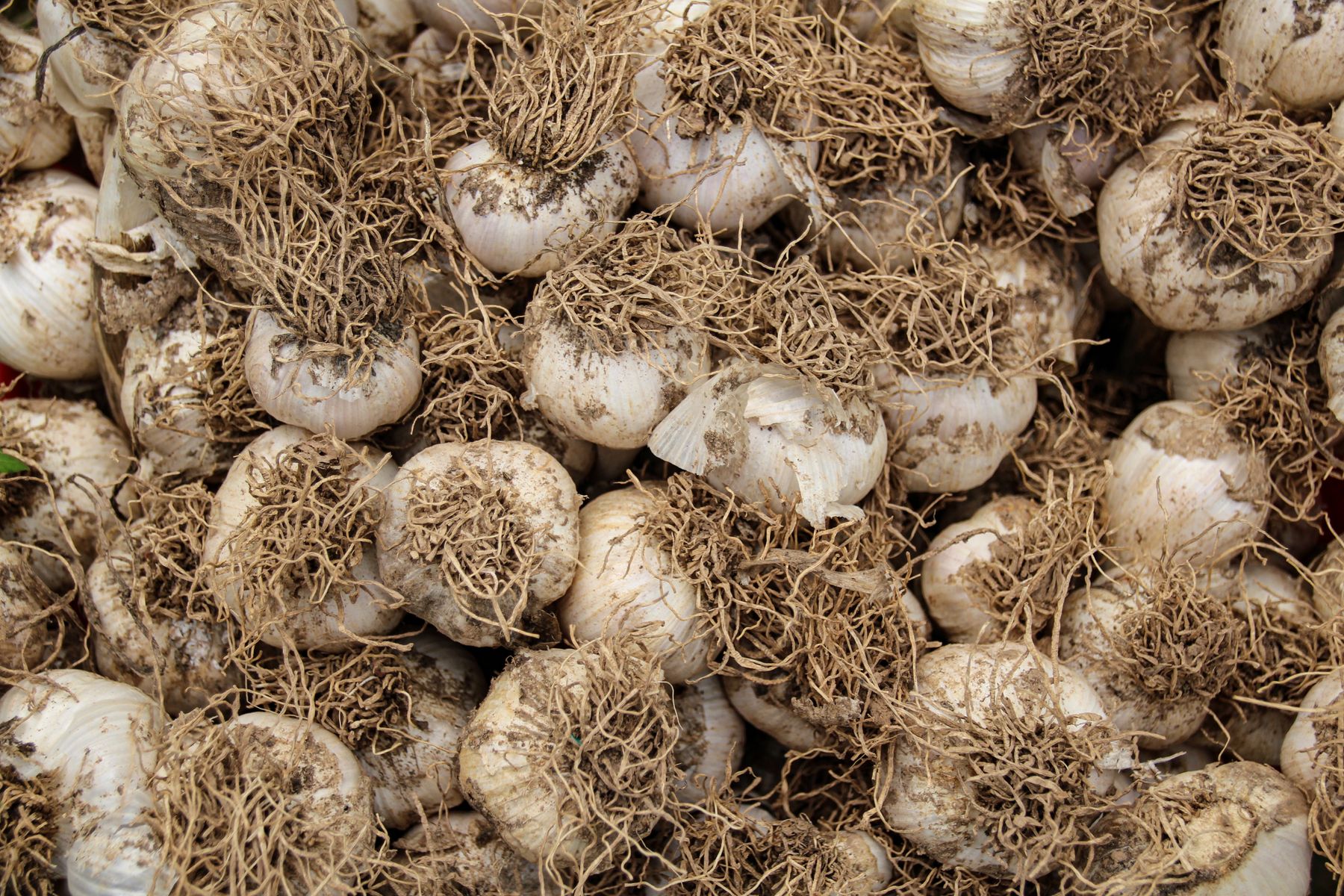 Pile of freshly harvested garlic bulbs