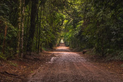 Free Serene unpaved road through lush forest in Rolândia, Brazil, showcasing natural beauty. Stock Photo