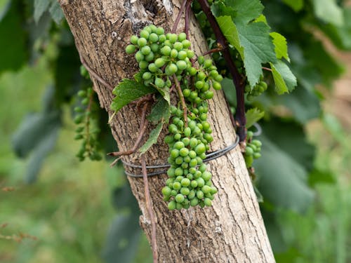 Free Green Grapevine in Close Up Stock Photo