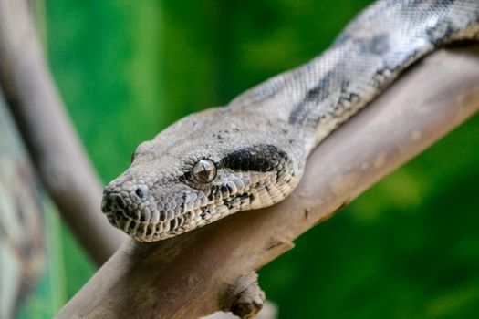 A Boa Constrictor on a Branch