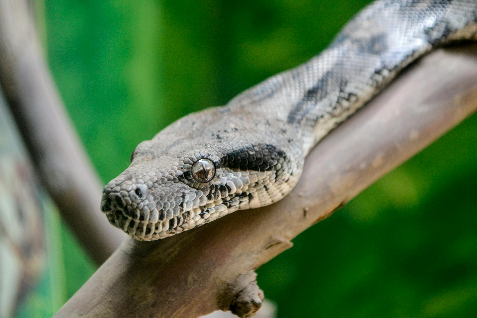 Detailed image of a boa constrictor lounging on a tree branch in a natural setting.