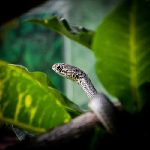 бесплатная Бесплатное стоковое фото с serpentes, животное, змея Стоковое фото