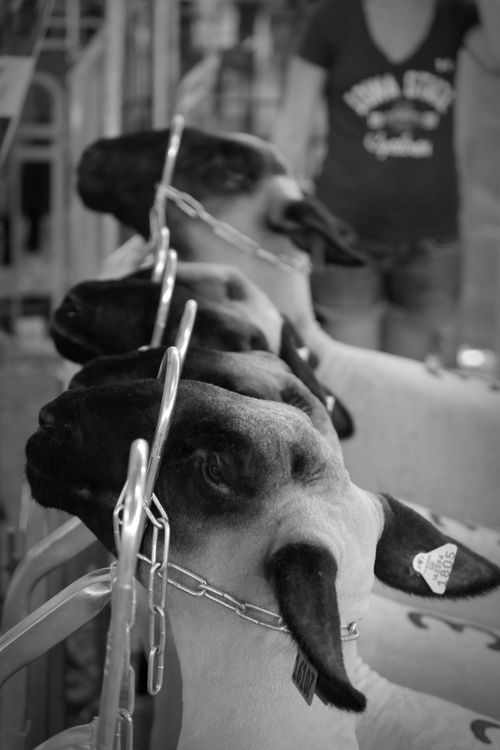Free Black and white image of sheep lined up at a livestock show, showcasing ear tags. Stock Photo