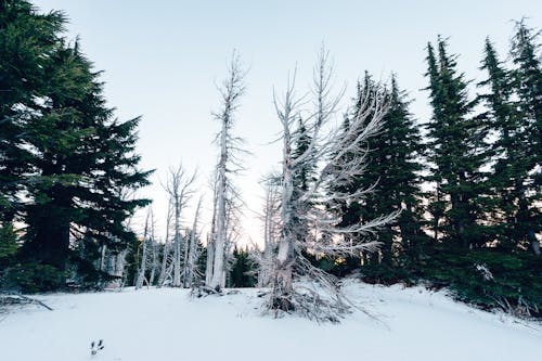 Gratis lagerfoto af sne, træer, vinter