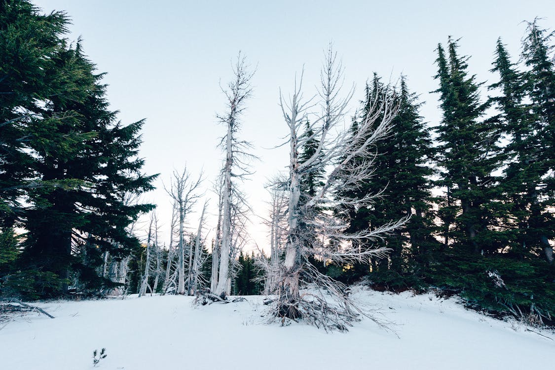 Gratis Foto stok gratis musim dingin, pohon, salju Foto Stok