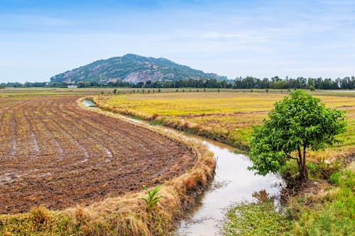 A Farm Field Under Blue Sky