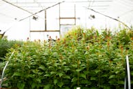 Plant Cultivation Inside Greenh