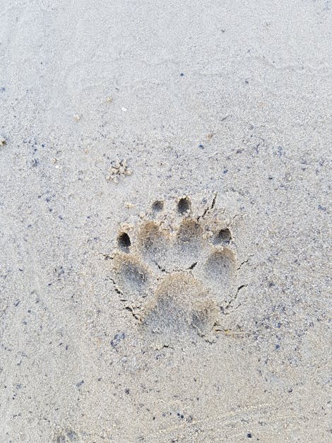 Free stock photo of dog, paw, sand