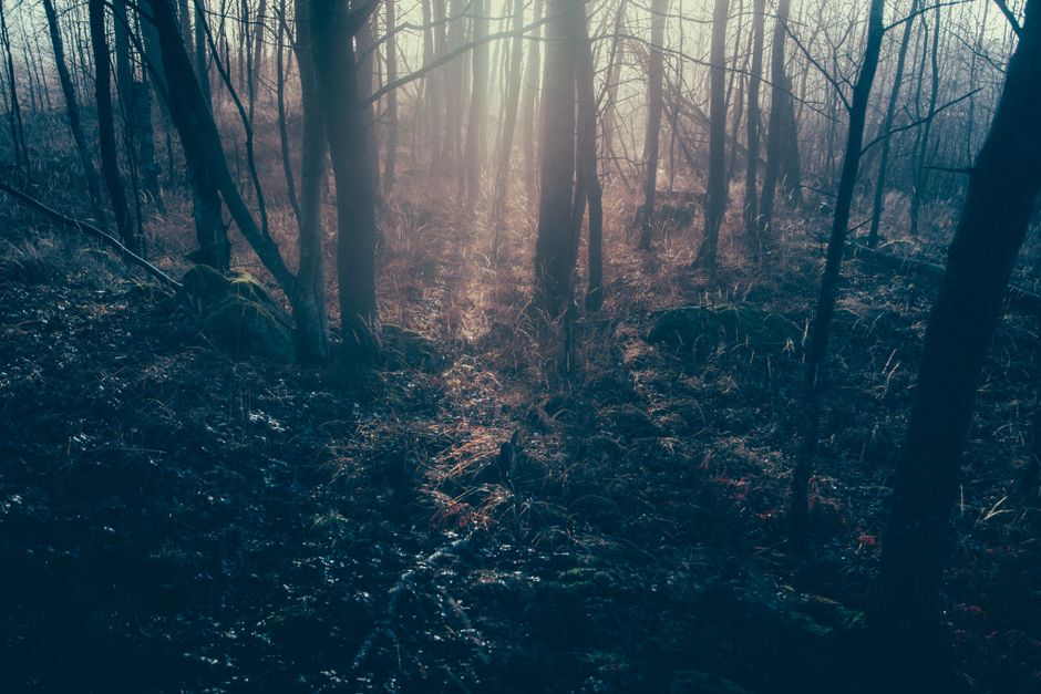 Dark enchanted forest path shrouded in mist — the unknown terrain ibogaine reveals in the brain