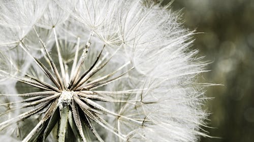 Dandelion Macro Photography