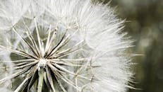 这张蓬松丁香种子的特写细节丰富，非常适合自然和植物爱好者