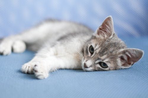 Free A Cat Lying Down Stock Photo