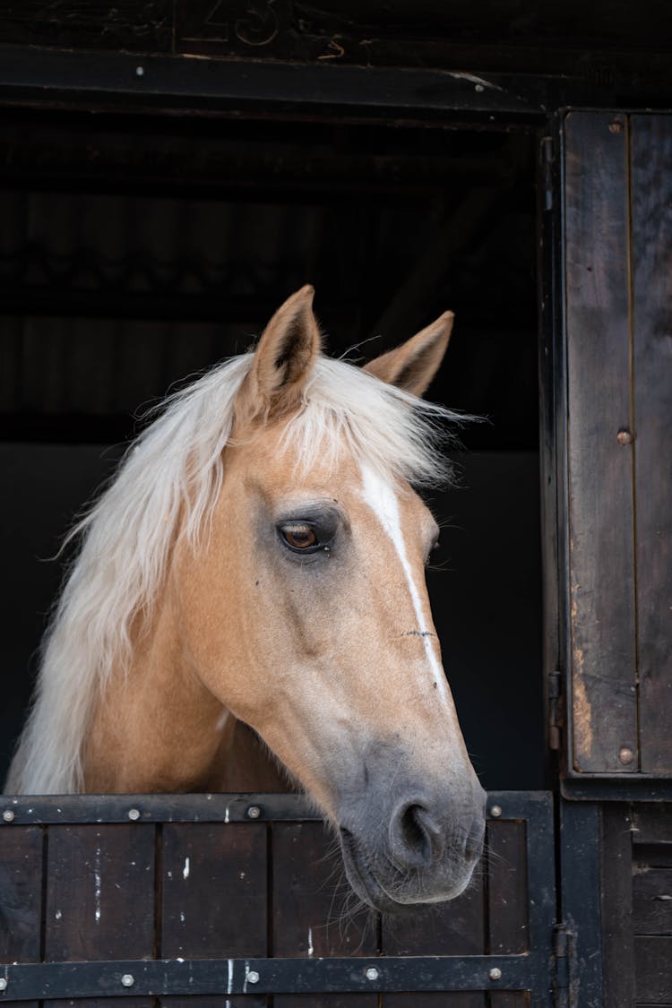 Close Up Photo Of A Horse In A Stable