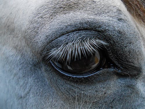 Gratis arkivbilde med dyr øye, hest, sjel