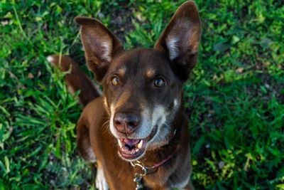 Australian kelpie – hundras