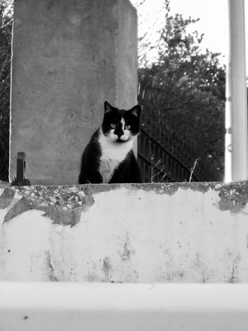 Darmowe zdjęcie z galerii z kot