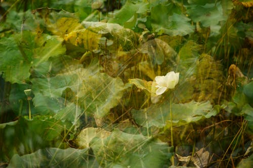 Gratis stockfoto met herfst, indruk, lotus