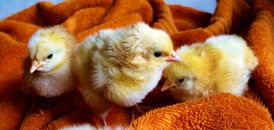 Three Yellow Chicks