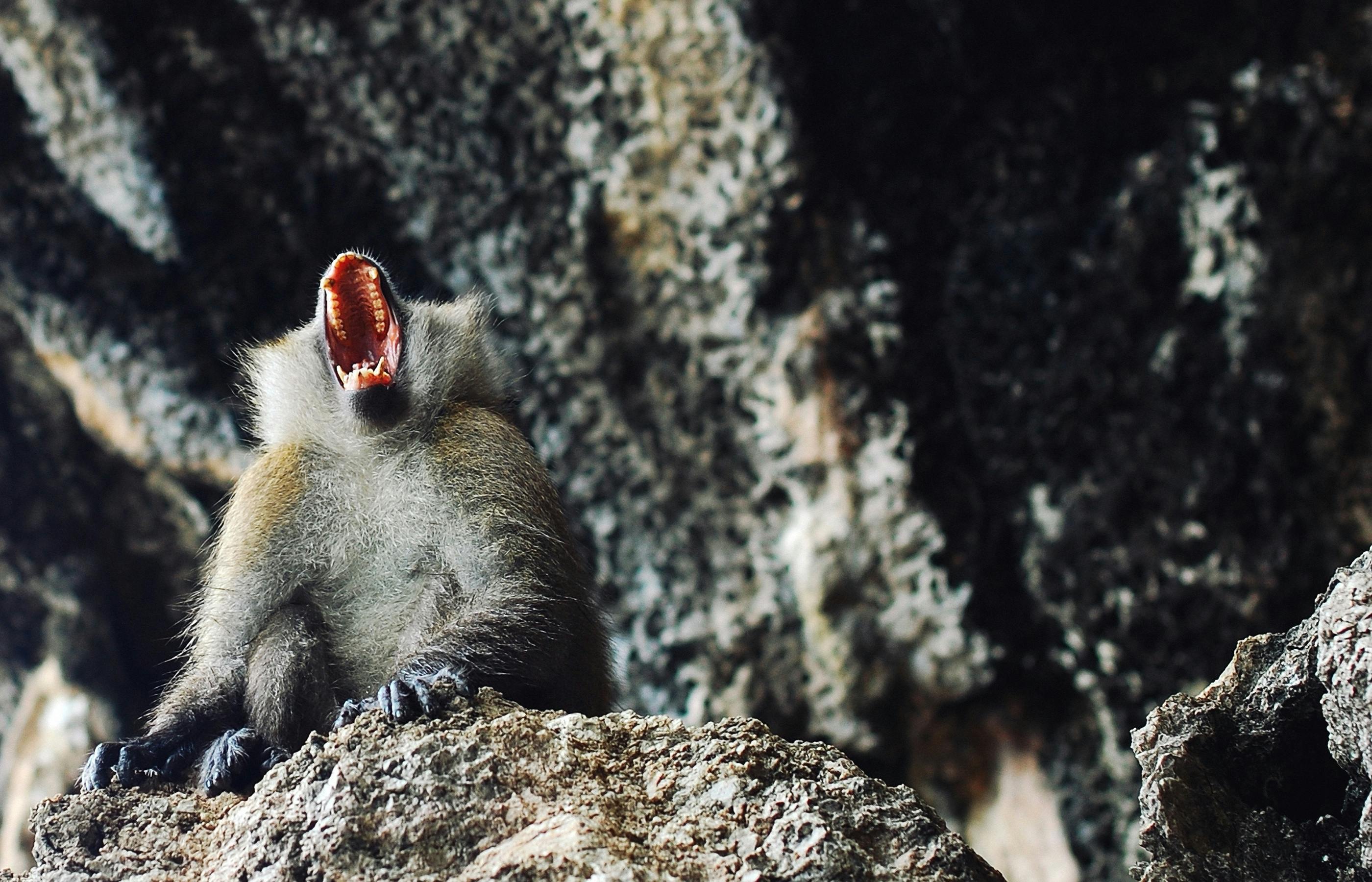 Foto Stok Gratis Tentang Berbulu