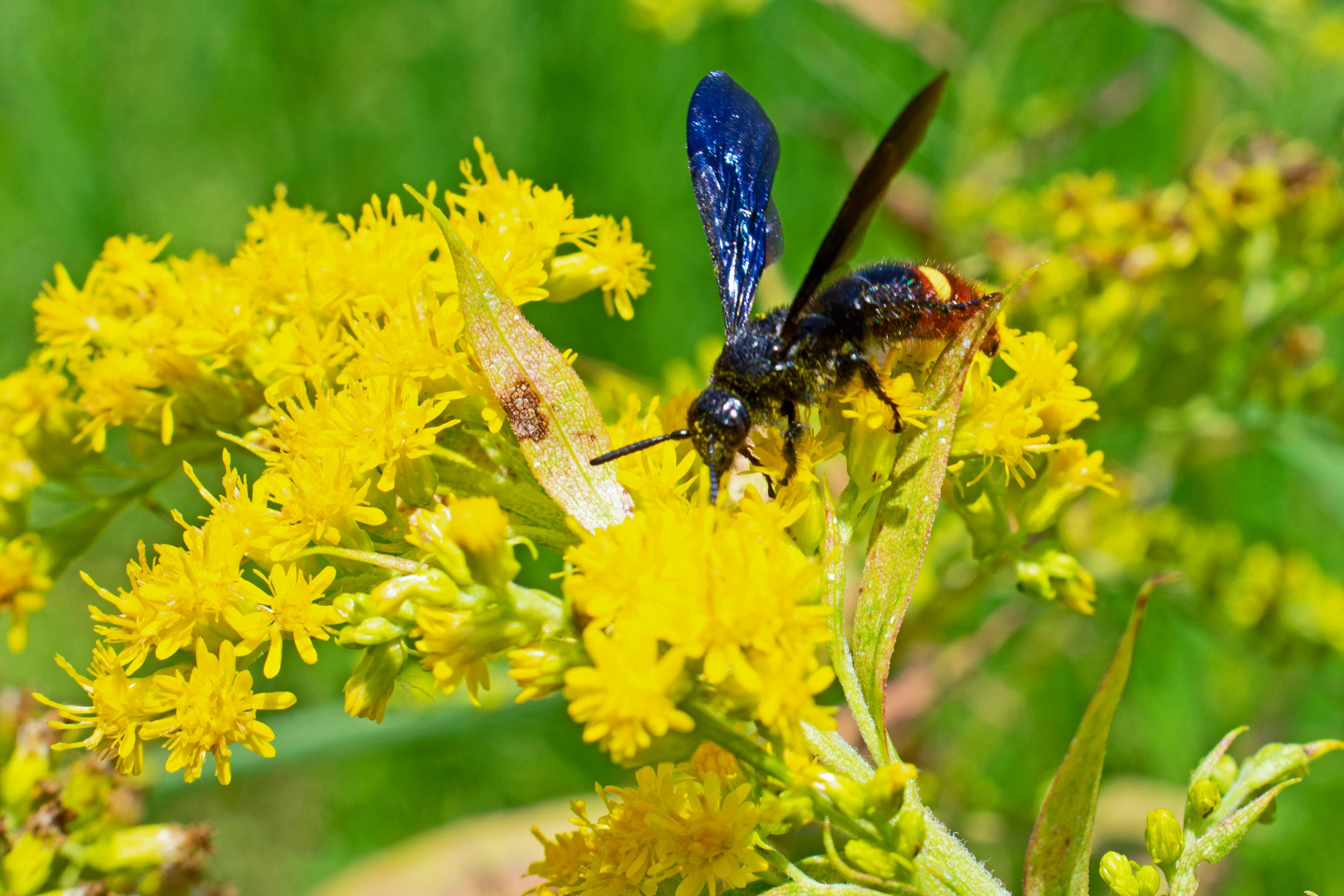 Abejas meliponas