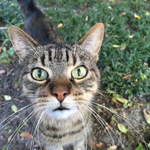 Brown Tabby Cat'in Makro Fotoğrafı