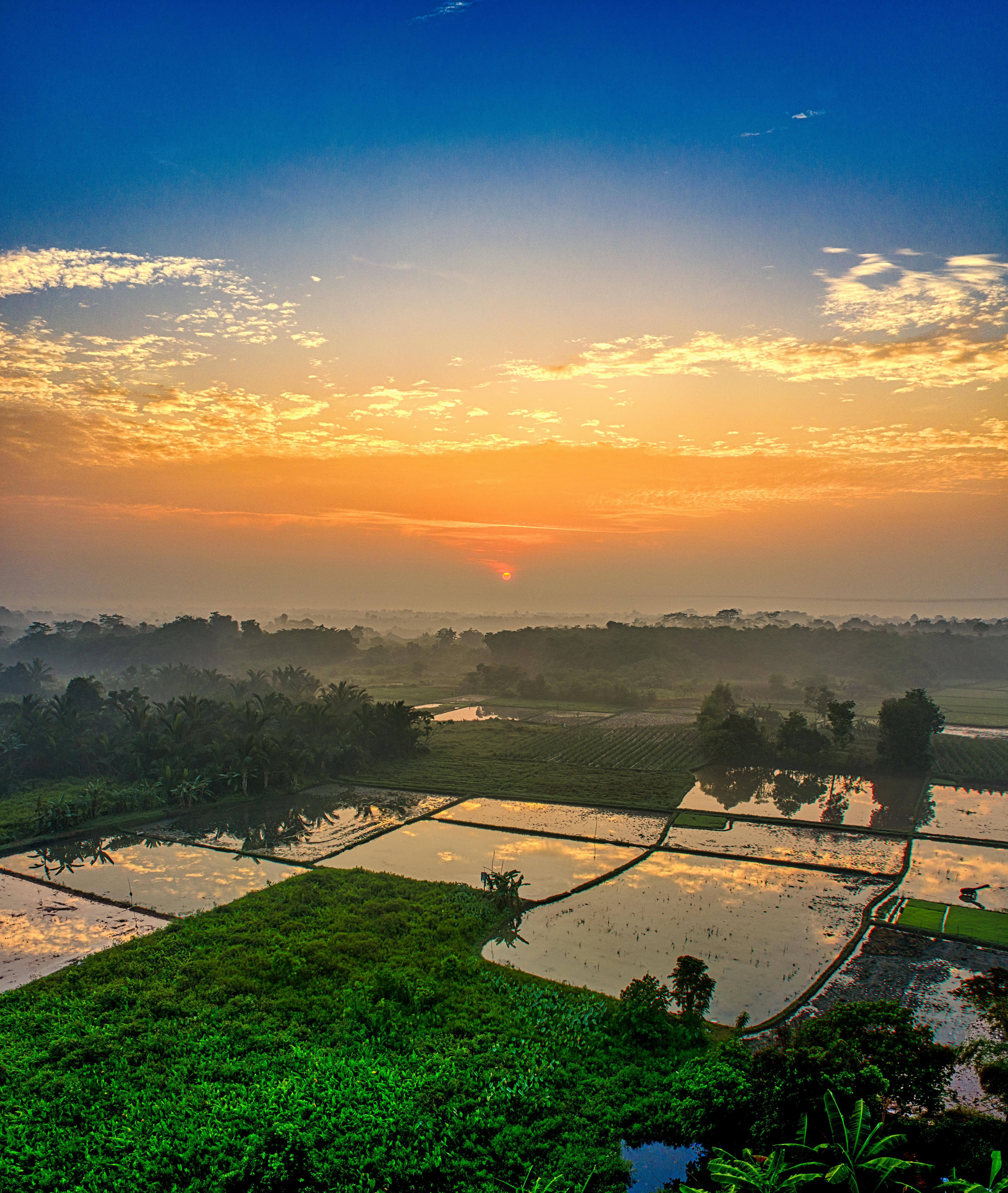 green trees and grass field during sunset