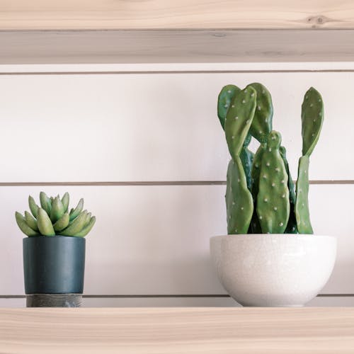 Exotic potted Opuntia ficus indica and Pachyphytum bracteosum on wooden shelf