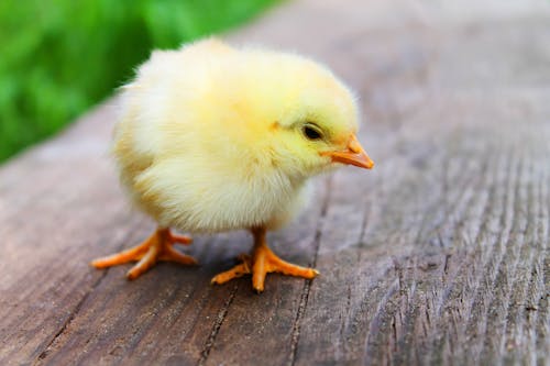 Photographie De Mise Au Point Peu Profonde De Poussin Jaune