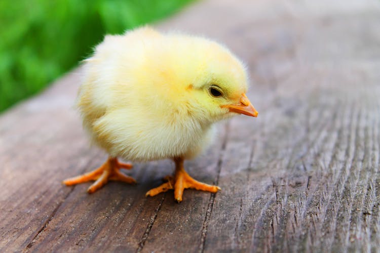 Shallow Focus Photography Of Yellow Chick