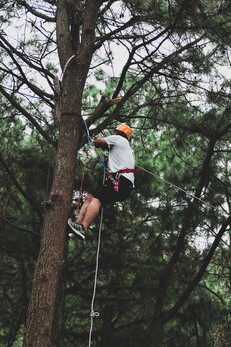 Man Climbing Tree