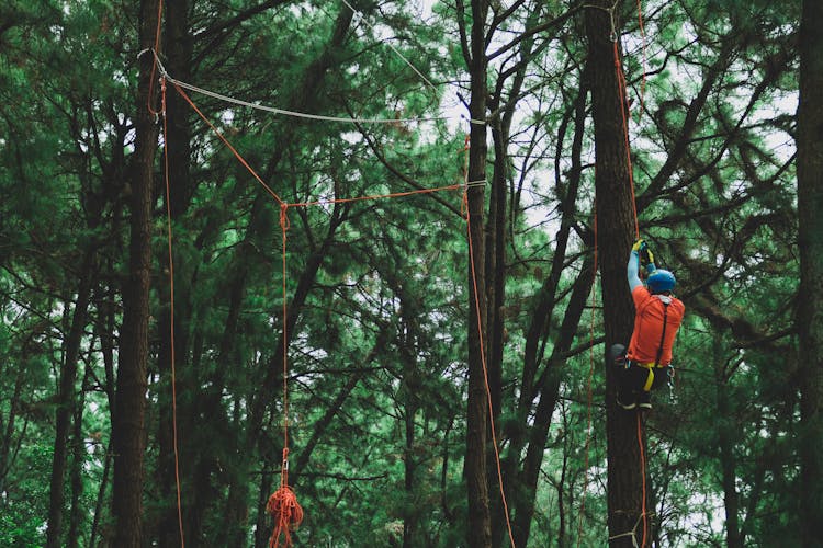 Man Climbing Tree