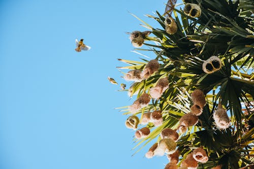Free Bird Flying to Nests on Yucca Tree Stock Photo