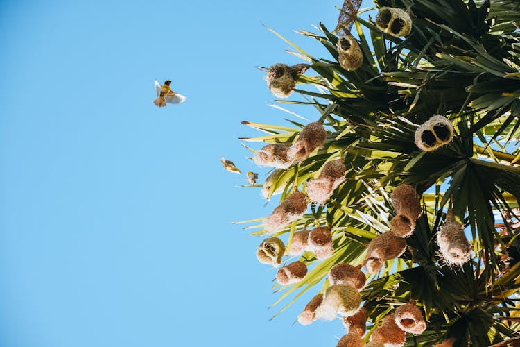 Bird Flying To Nests On Yucca Tree