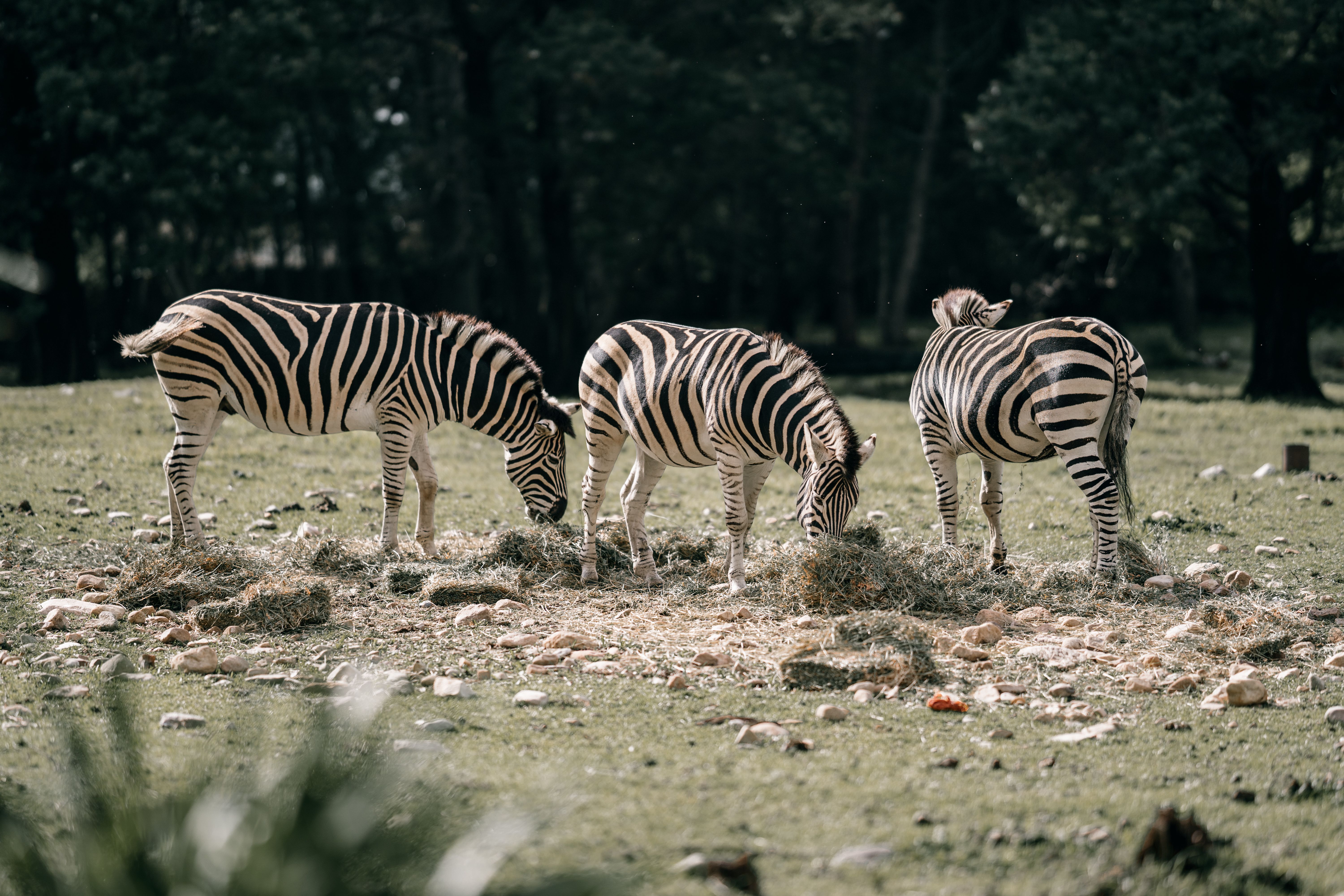 A stunning capture of three zebras grazing on a grassy field, showcasing nature's beauty.