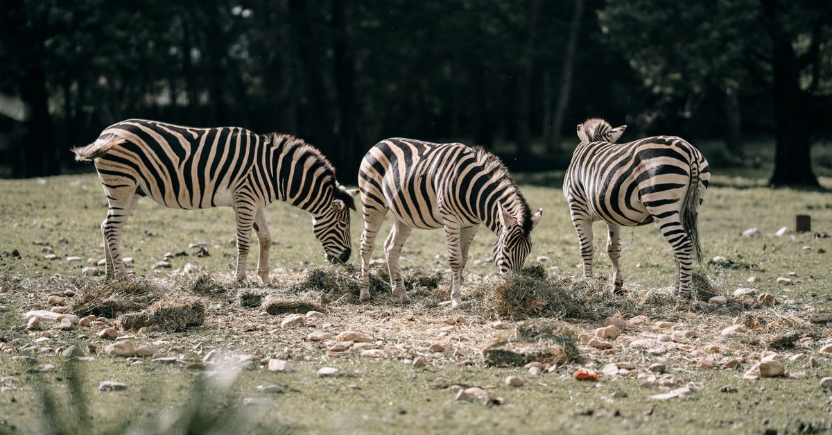 A stunning capture of three zebras grazing on a grassy field, showcasing nature's beauty.