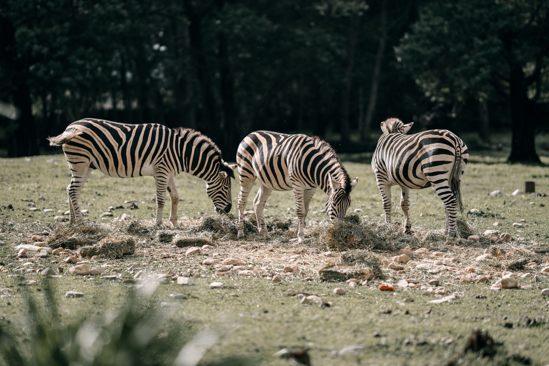 A stunning capture of three zebras grazing on a grassy field, showcasing nature's beauty.
