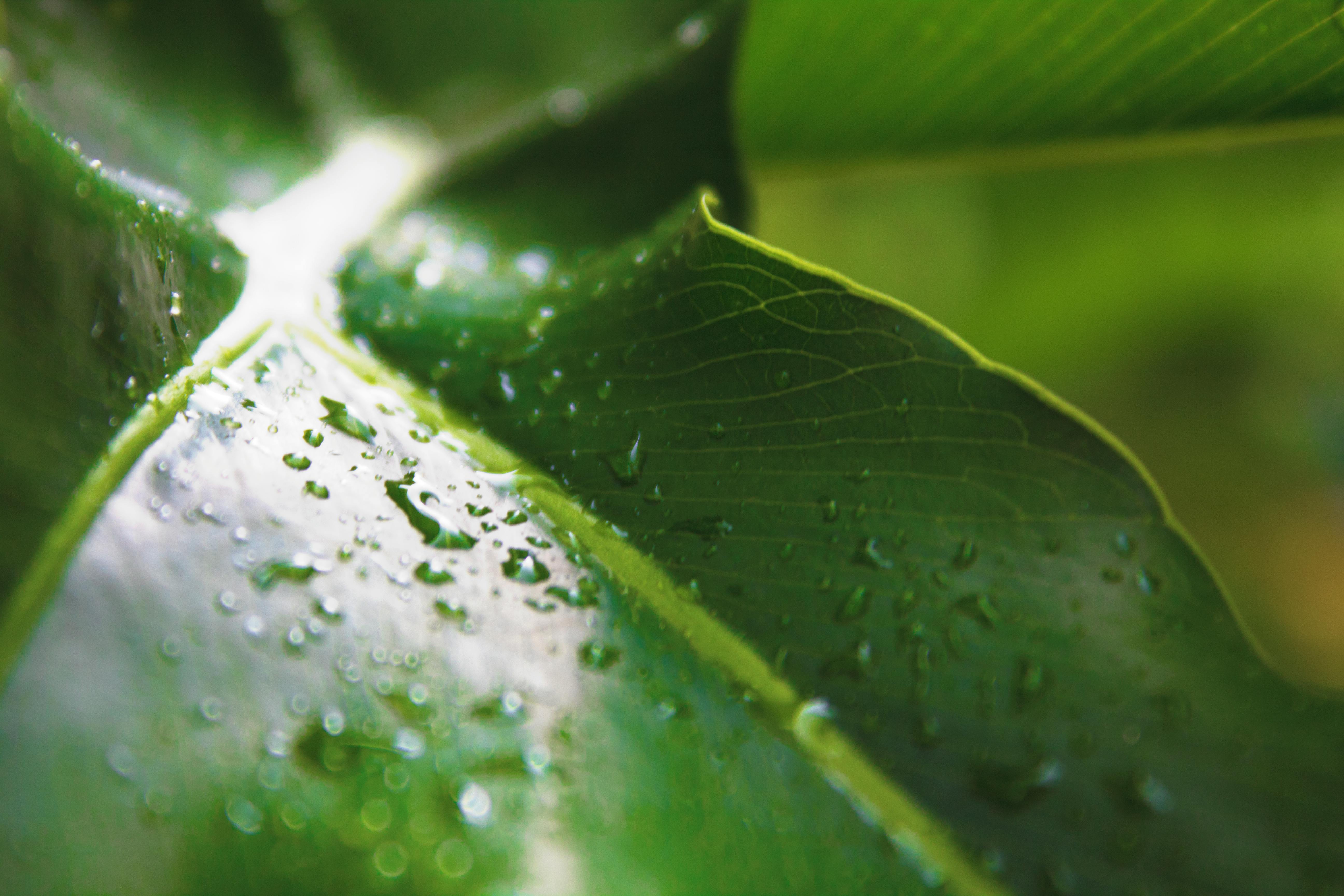 Free stock photo of green, plant, rain