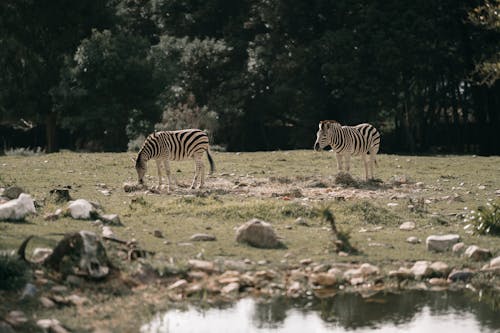 Безкоштовне стокове фото на тему «зебри, пейзаж, Природа»
