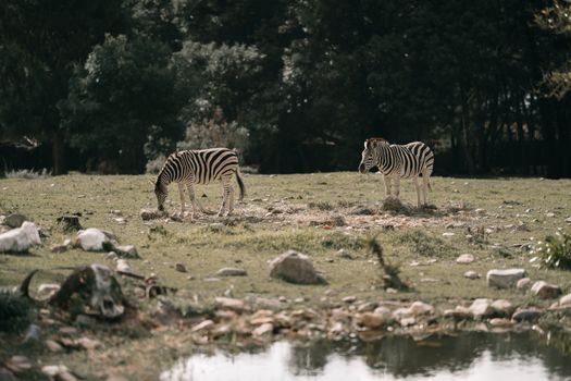 Two zebras grazing peacefully in a serene grassy landscape with trees and rocks.