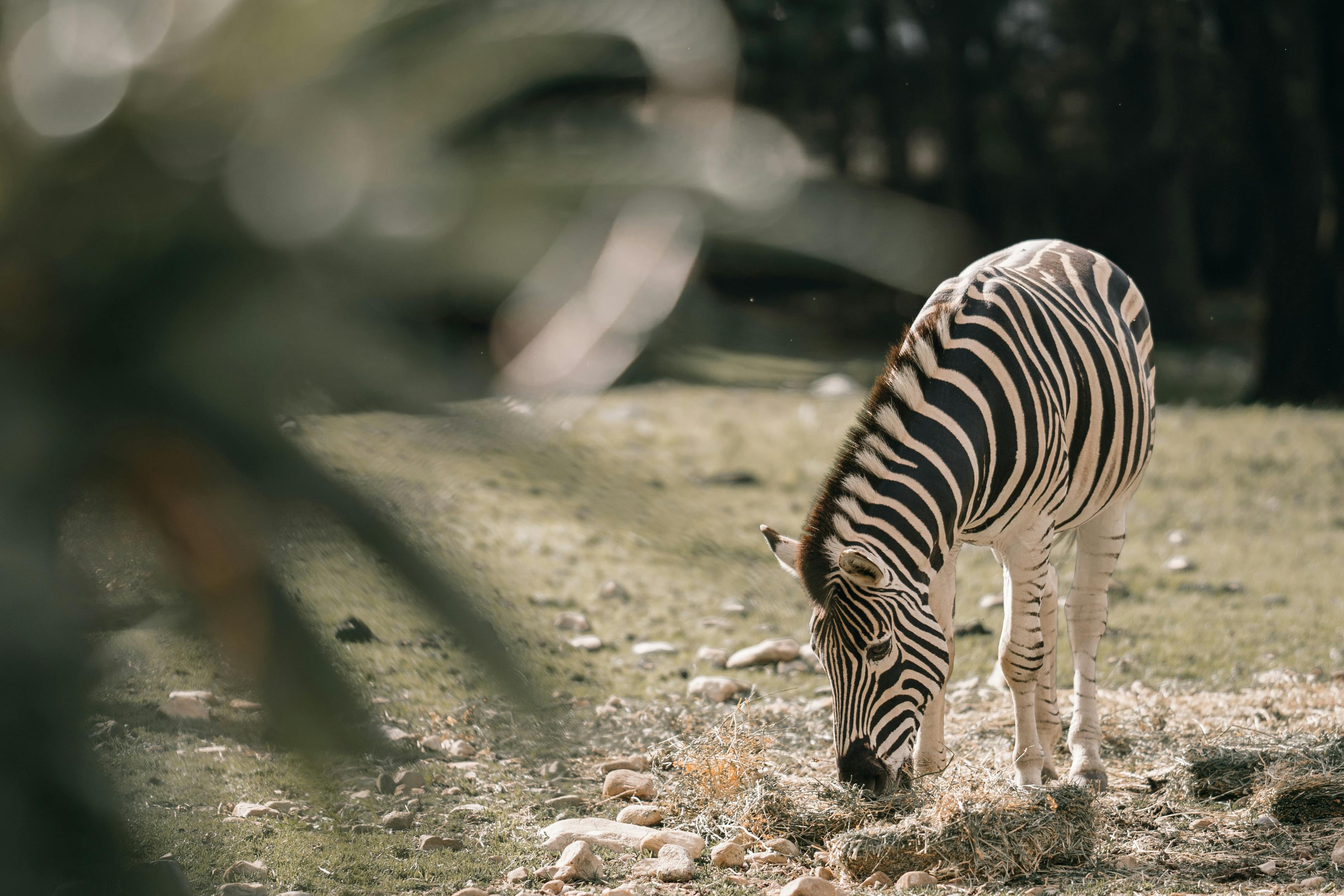 A zebra peacefully grazing on grass in a natural setting during daytime.