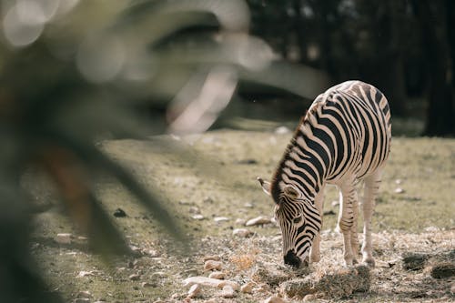 動物, 動物攝影, 吃 的 免費圖庫相片