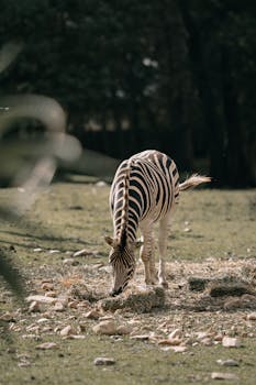 A solitary zebra grazing peacefully on the grassland during the day.