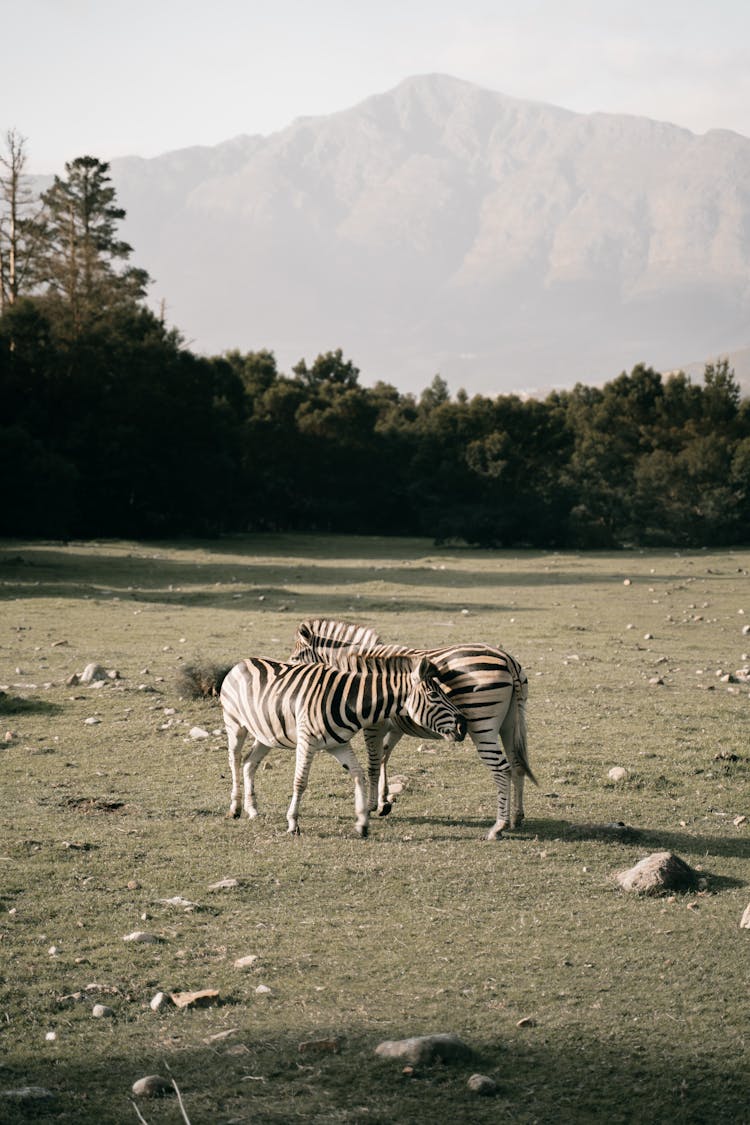 Zebras On Grassland