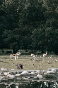 A serene scene with deer grazing in a tranquil forest clearing, surrounded by lush trees.