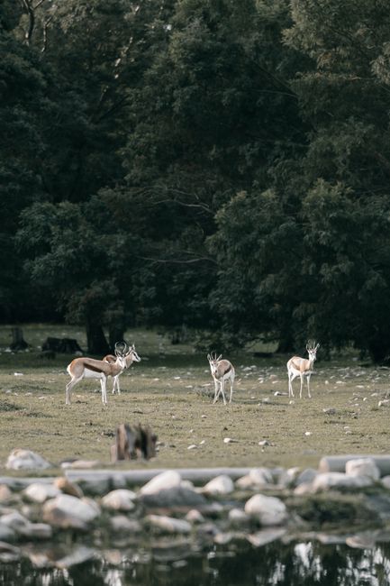 A serene scene with deer grazing in a tranquil forest clearing, surrounded by lush trees.