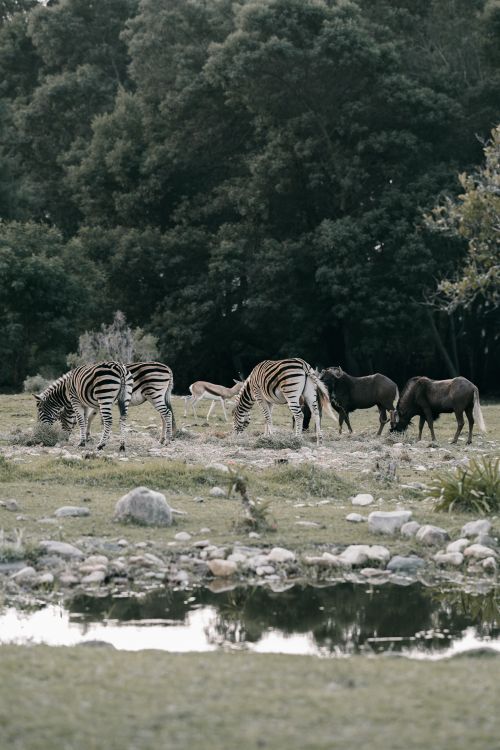 Free Zebras and wildebeests grazing by a river in the wild, surrounded by trees. Stock Photo